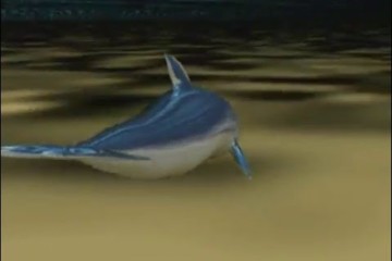 Dolphin Animation