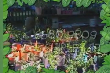 Alternative Generation TVC